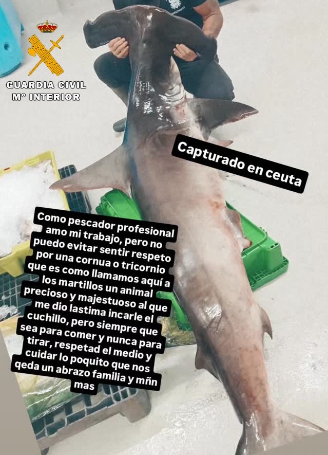La Guardia Civil investiga a tres personas por la pesca y venta ilegal de un tiburón martillo, especie protegida