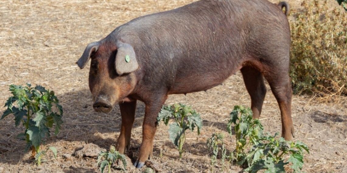 Salud confirma un caso de gripe porcina A en un hombre de 83 años en Lleida: ¿cuál es el nivel de riesgo?