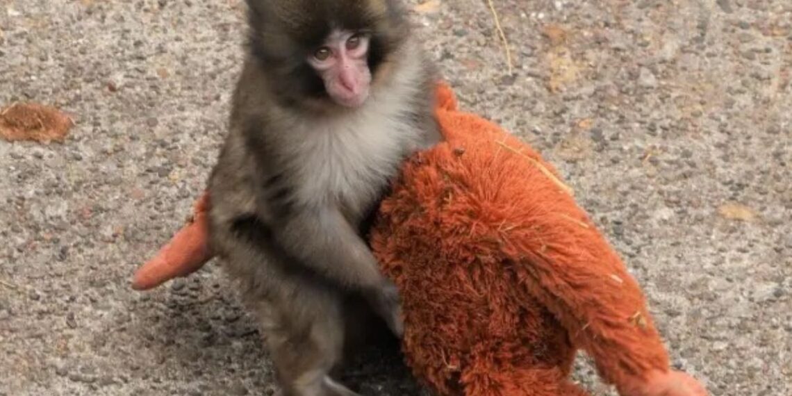 El futuro incierto del mono Punch: la ciencia estudia los riesgos de su aislamiento social