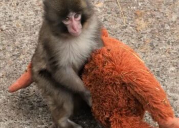 El futuro incierto del mono Punch: la ciencia estudia los riesgos de su aislamiento social