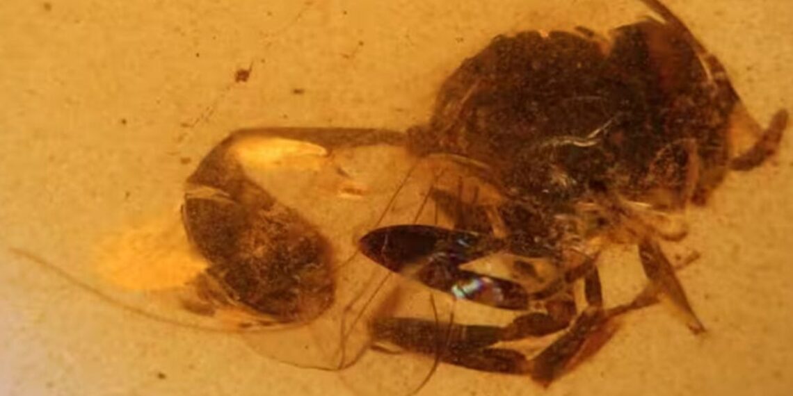 Descubren especie inédita de avispa de 105 millones de años en El Soplao