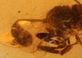 Descubren especie inédita de avispa de 105 millones de años en El Soplao