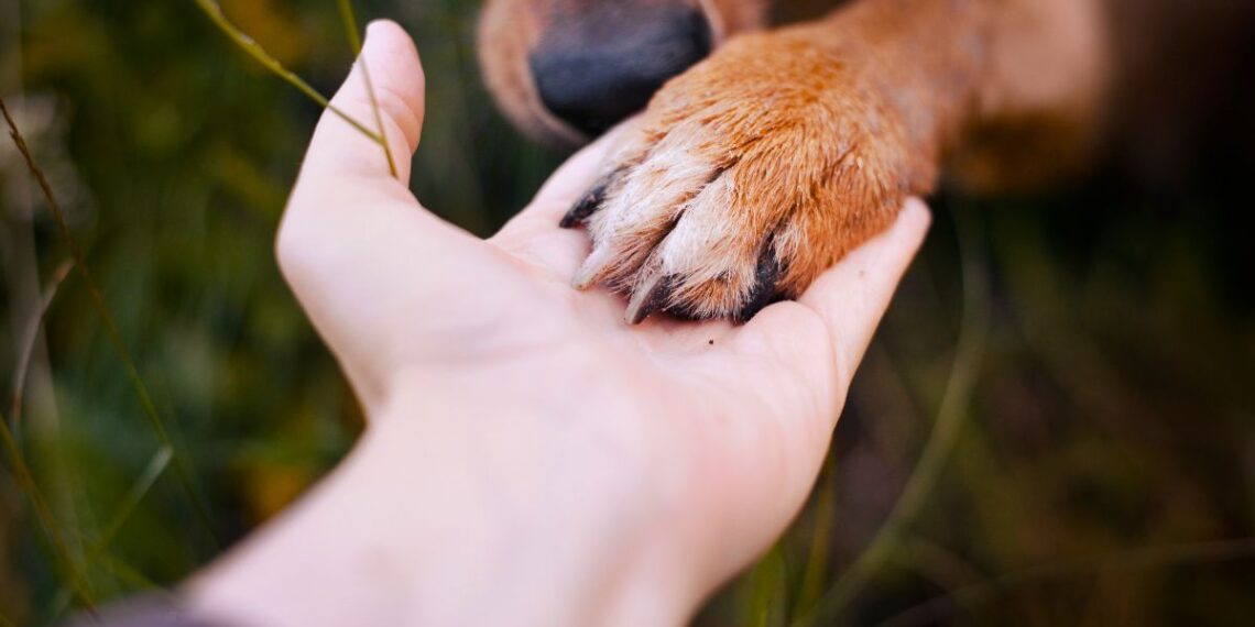¿Por qué tu perro coloca la pata sobre ti? Un modo de comunicación que va más allá del simple gesto