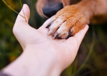 ¿Por qué tu perro coloca la pata sobre ti? Un modo de comunicación que va más allá del simple gesto