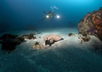 El MDyC reprocha al Gobierno una década de demora para regular el buceo recreativo y profesional en Ceuta