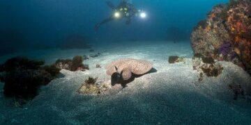 El MDyC reprocha al Gobierno una década de demora para regular el buceo recreativo y profesional en Ceuta